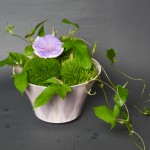 「彩色正燕子鉢」高さ13.8cm、径21.5cm